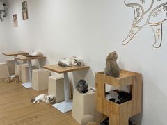 -有喵·猫咖·狗咖·30几只猫10只小狗(岗厦店)