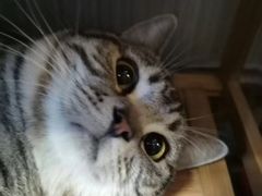 -猫尾侦探俱乐部·剧本杀·狼人杀