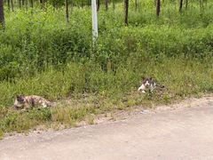 -合肥滨湖国家森林公园