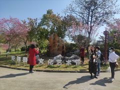 -天适樱花悠乐园