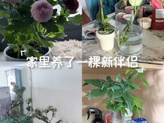 -溪岸路花鸟市场