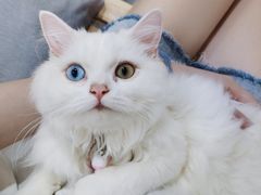 -楼上猫咖(罗湖店)