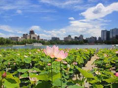 -莲花池公园