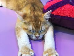 -十年猫舍·猫咪专门店(普陀店)