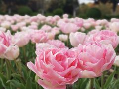 -上海鲜花港