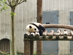 -卧龙中华大熊猫苑神树坪基地