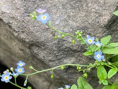 -白草畔自然风景区