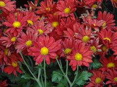 android_upload_pic-沈阳中山公园