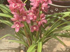 -北京植物园-展览温室