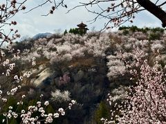 -白水寺森林公园