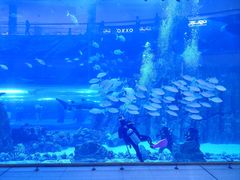 -迪拜水族馆及水下动物园