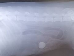 -美联众合动物医院·24h京西诊疗中心
