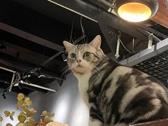 -咖法森林·咖啡  酒吧(天河店)