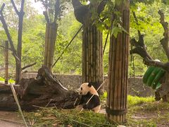 -都江堰中华大熊猫苑