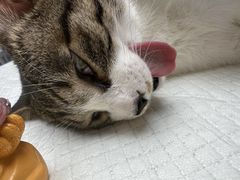 -博特宠物医院24h犬猫全科.骨科·异宠