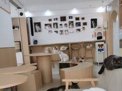 -鼓捣猫呢主题猫咖店
