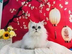 -爱洗澡的猫(望京店)