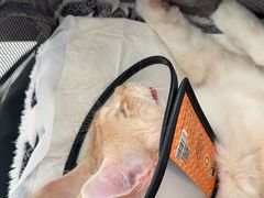 -艾贝尔宠物医院·24H转诊中心·肿瘤猫专科(江宁双龙店)