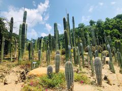 -深圳仙湖植物园