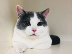 -喵zoo家庭繁育猫舍(尖东智能花园店)