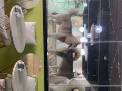 -Husky Go! 哈士奇体验馆·宠物咖啡厅狗咖