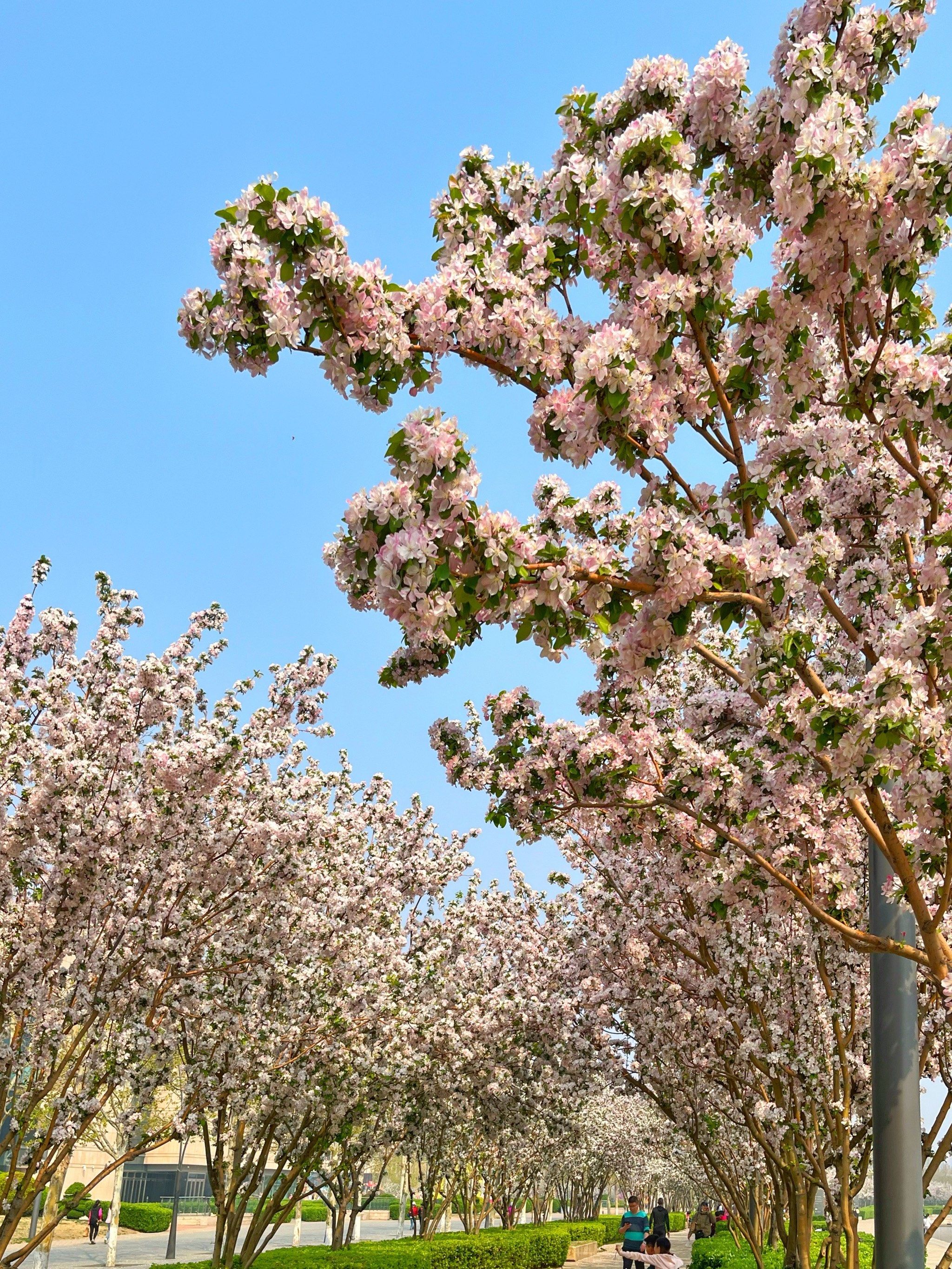 我的城市开花了 | 试问卷帘人,海棠是否依旧