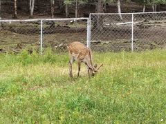 -五营红松林海景区