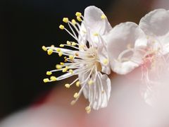 -杭州植物园