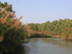 -大湾区中央湿地公园