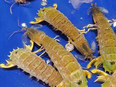 -三亚火车头万人海鲜广场