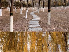 -大兴滨河森林公园