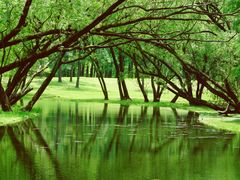 -上海共青森林公园