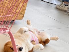 -怪兽屋·羊驼·猫咖·狗咖(俊华广场店)