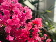 -上海辰山植物园