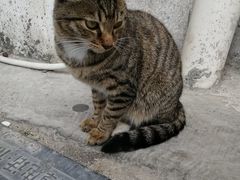 -老妈宫粽球