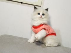 -糯米喵星人总部直营旗舰店·猫舍·幼猫出售