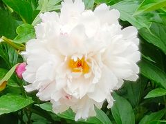 -长春公园(普阳街道)