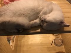 -屋虎猫馆(宝安大仟里店)