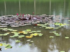 -中国科学院西双版纳热带植物园