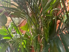 -云阿蛮云南生烫牛肉米线(奉贤路店)