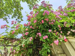 -天津五大道文化旅游区