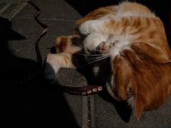 -溪岸路花鸟市场