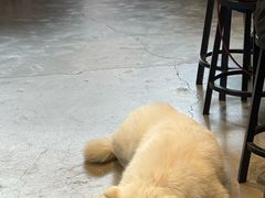 -VOYAGE COFFEE 咖啡烘焙工坊店(798艺术区店)