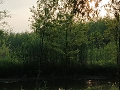 -合肥滨湖国家森林公园