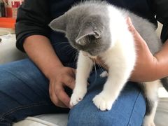 -lincat·猫舍(广州店)
