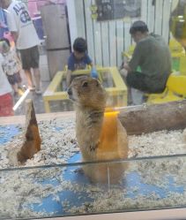 -神奇动物撸宠馆·羊驼·小浣熊·异宠(豫园店)