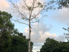 -海南槟榔谷黎苗文化旅游区