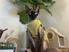 -猫小院猫主题餐厅(南锣旗舰店)