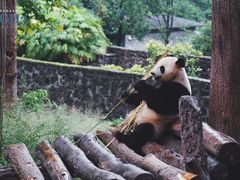 -都江堰中华大熊猫苑