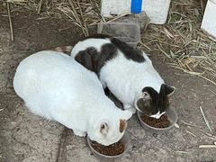 -纳吉亚猫专科动物诊疗中心(蒋宅口分院)